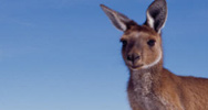 Tour Notes and Bhajans Down Under